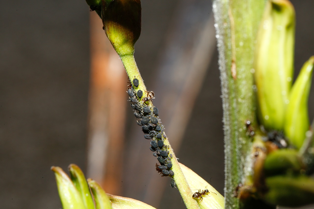 Cómo Proteger tus Plantas y Cultivos del Pulgón  con Ecoclin